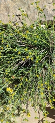 Euphorbia erinacea