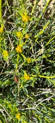 Euphorbia erinacea