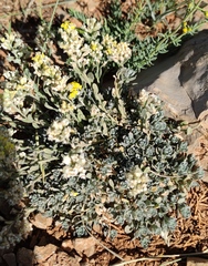 Alyssum baumgartnerianum