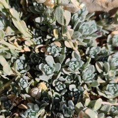 Alyssum baumgartnerianum