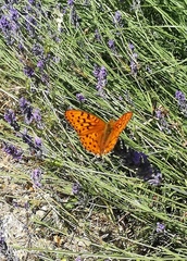 Argynnis