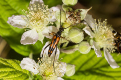 Stenurella septempunctata