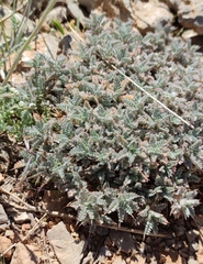 Astragalus cruentiflorus