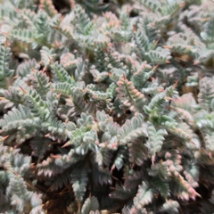 Astragalus cruentiflorus