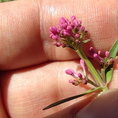 Centranthus longiflorus