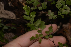 Adiantum atroviride