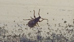 Otiorhynchus rotundus