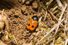 Cryptocephalus trimaculatus