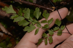 Adiantum atroviride