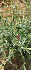 Centranthus longiflorus
