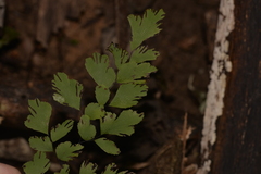 Adiantum atroviride