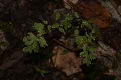Adiantum atroviride