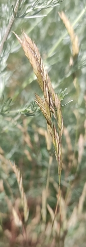 Image of Festuca rupicola by (c) KAnatoliy, some rights reserved (CC BY)