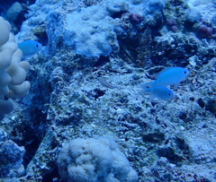 Chromis viridis