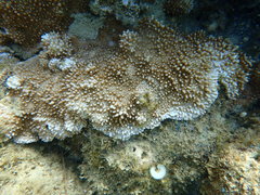 Montipora capitata