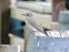 Muscicapa striata tyrrhenica