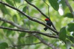 Ceratopipra rubrocapilla