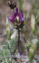 Astragalus onobrychis