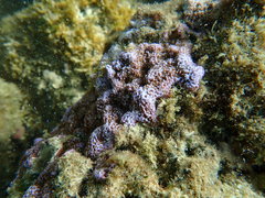 Montipora flabellata