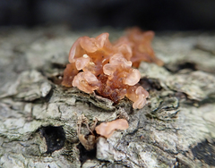 Dacrymyces roseotinctus