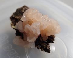 Dacrymyces roseotinctus