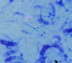 Dacrymyces roseotinctus