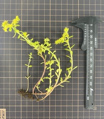 Sedum bulbiferum