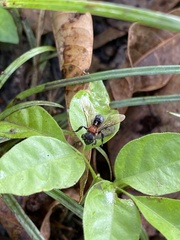 Geniotrigona thoracica