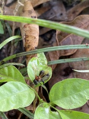 Geniotrigona thoracica