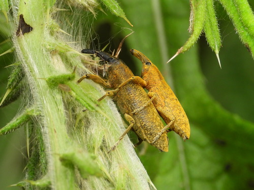 Elongated Bean Weevil