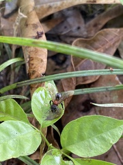 Geniotrigona thoracica