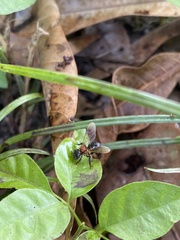 Geniotrigona thoracica