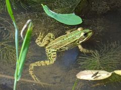 Pelophylax lessonae