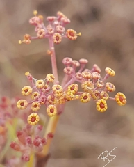 Foeniculum sanguineum