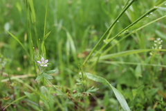 Geranium carolinianum