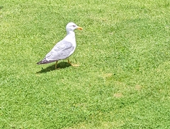 Larus michahellis