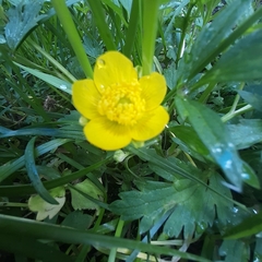 Ranunculus repens