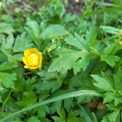 Ranunculus repens