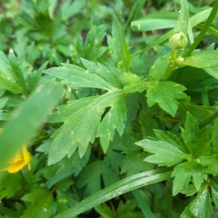 Ranunculus repens