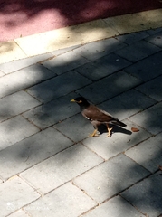 Acridotheres tristis