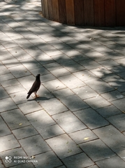 Acridotheres tristis