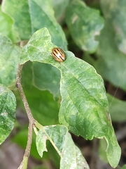 Plagiodera septemvittata