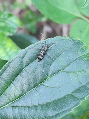 Chlorophorus macaumensis