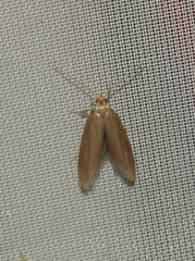 Agnoea subochreella