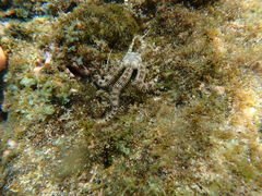 Ophiactis