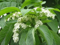 Sambucus peruviana