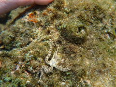 Ophiactis