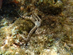 Ophiactis