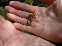 Ophiactis