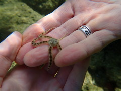 Ophiactis